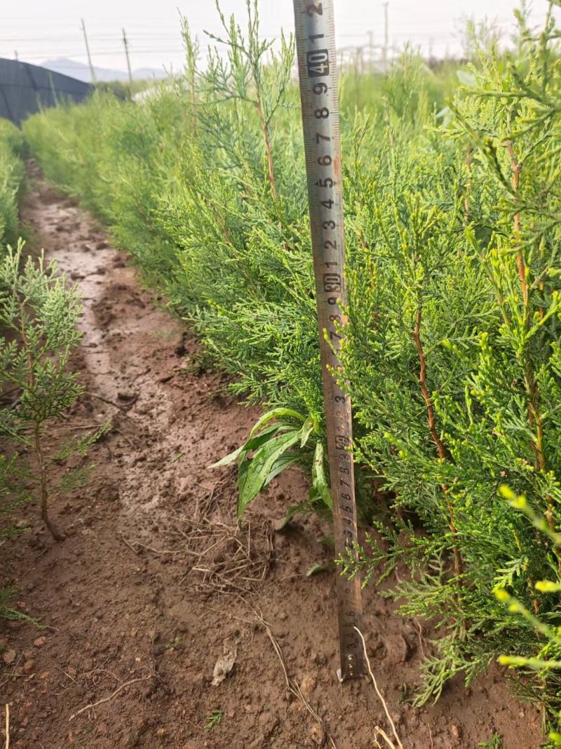 山东侧柏苗营养钵侧柏苗柏树苗侧柏袋苗侧柏小苗