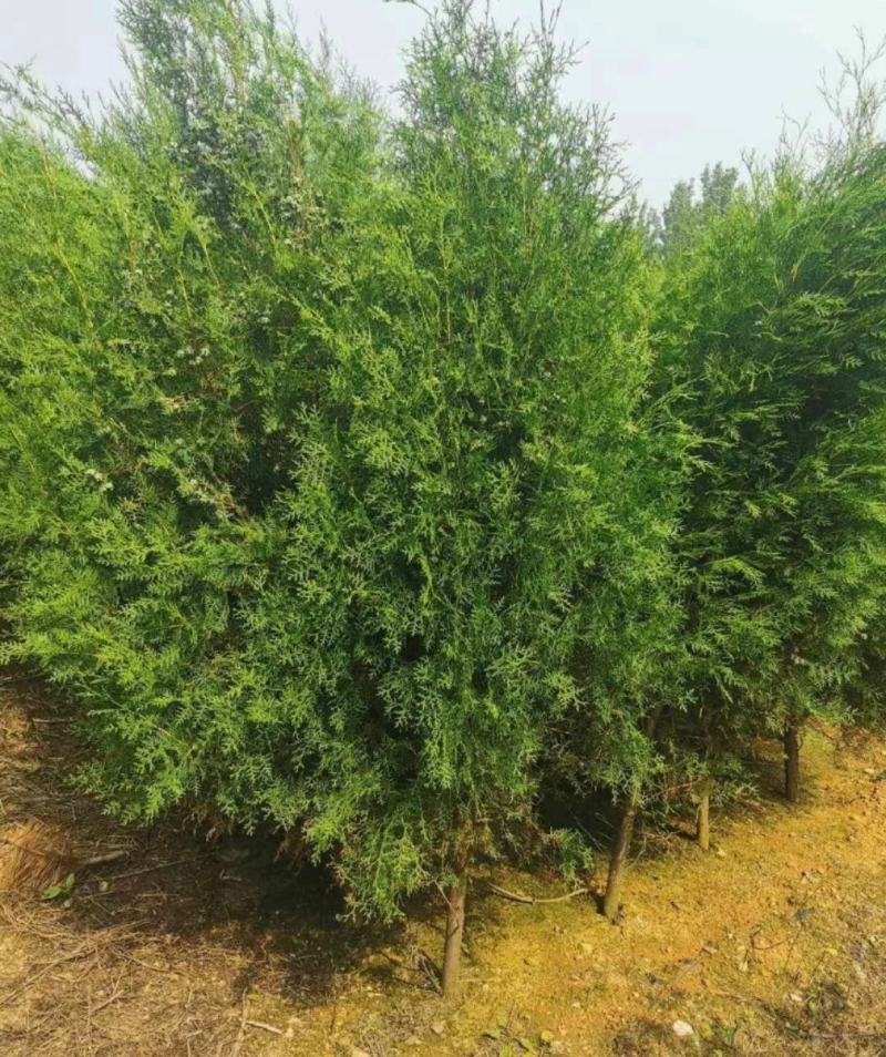 山东侧柏苗营养钵侧柏苗柏树苗侧柏袋苗侧柏小苗