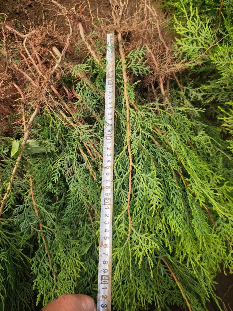 山东侧柏苗营养钵侧柏苗柏树苗侧柏袋苗侧柏小苗