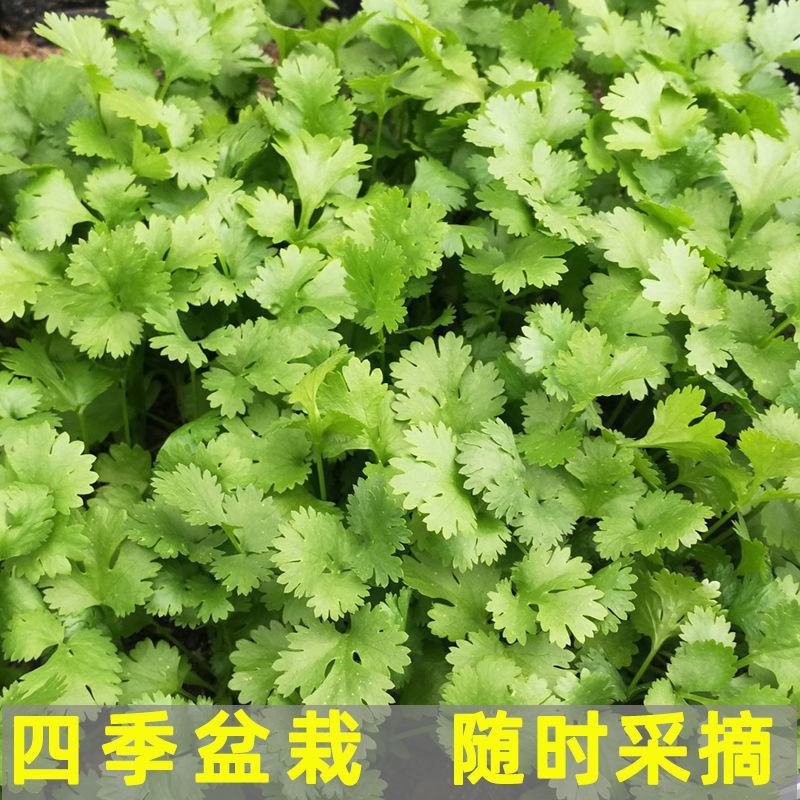 香菜种子四季大叶香菜种子芫荽种子四季芫荽种子耐热高产