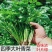 香菜种子四季大叶香菜种子芫荽种子四季芫荽种子耐热高产