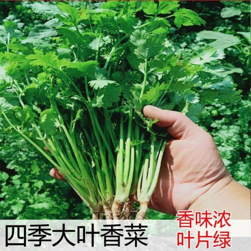 香菜种子四季大叶香菜种子芫荽种子四季芫荽种子耐热高产