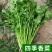 香菜种子四季大叶香菜种子芫荽种子四季芫荽种子耐热高产