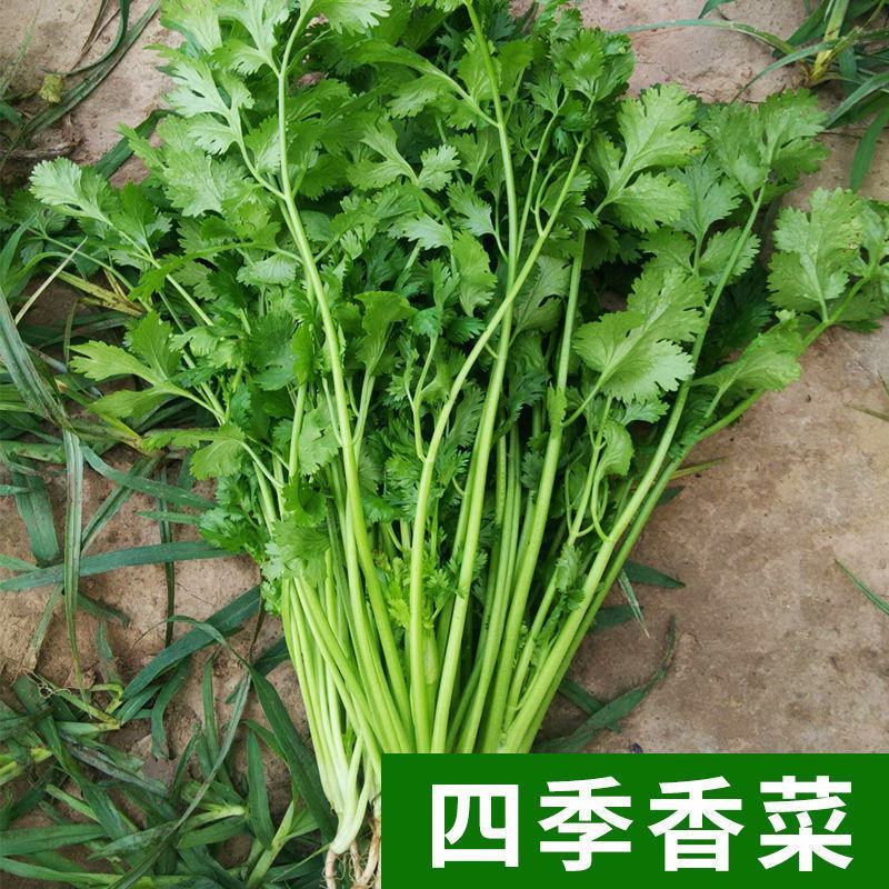 香菜种子四季大叶香菜种子芫荽种子四季芫荽种子耐热高产