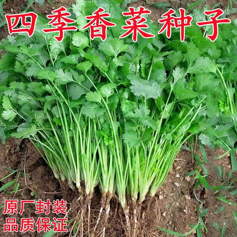 香菜种子四季大叶香菜种子芫荽种子四季芫荽种子耐热高产