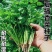 香菜种子四季大叶香菜种子芫荽种子四季芫荽种子耐热高产