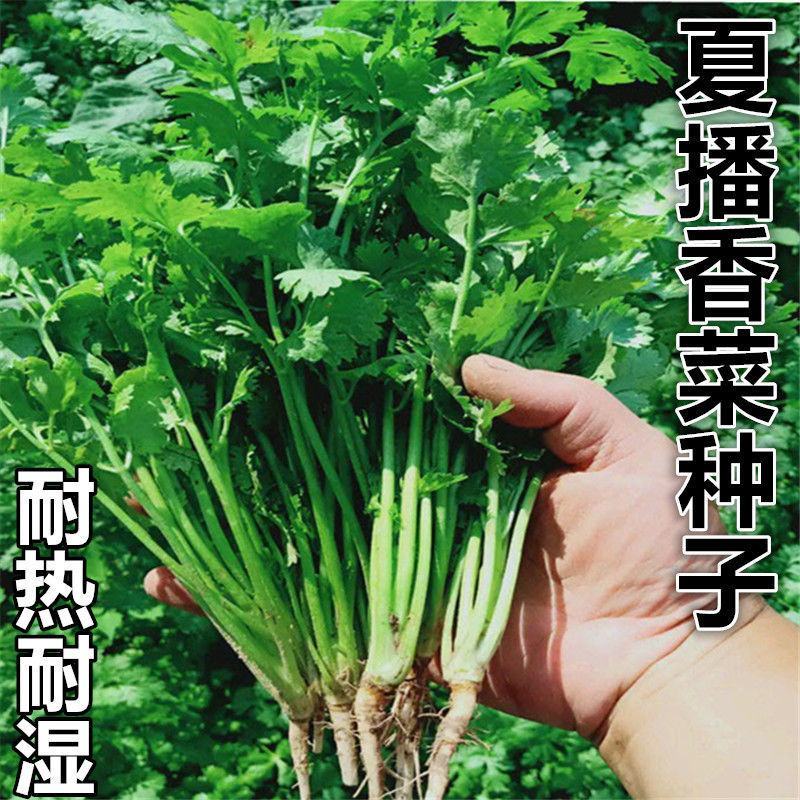 香菜种子四季大叶香菜种子芫荽种子四季芫荽种子耐热高产
