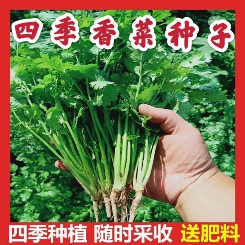 香菜种子四季大叶香菜种子芫荽种子四季芫荽种子耐热高产