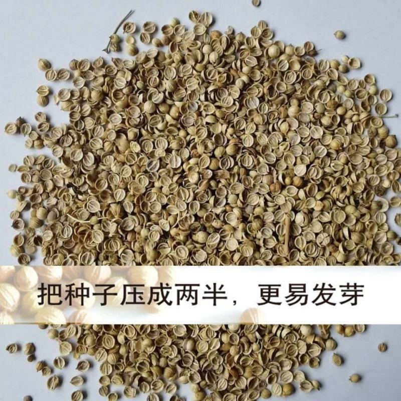 香菜种子四季大叶香菜种子芫荽种子四季芫荽种子耐热高产