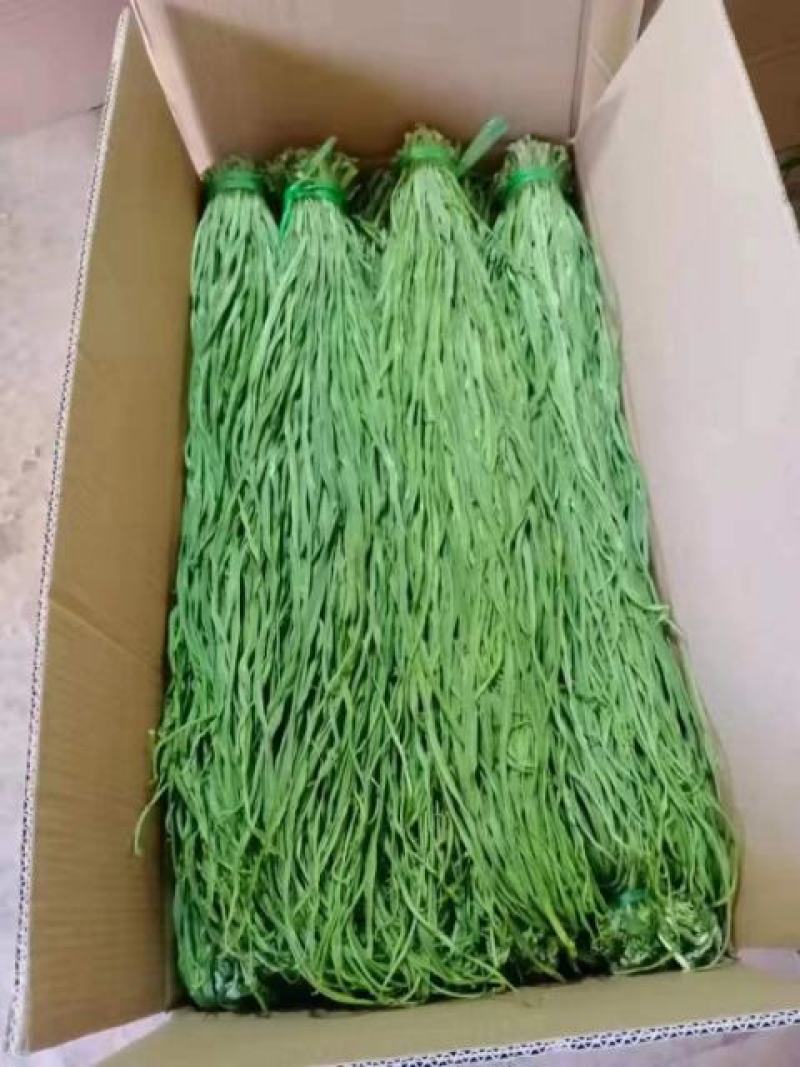 云南高原贡菜，品质保证，场地直销无中间商，一件也是批发