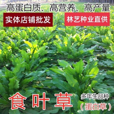 食叶草种子高产耐寒牧草进口优质草籽牛羊猪鸡鸭鹅鱼食用草籽