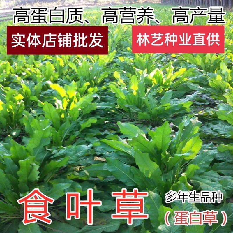 食叶草种子高产耐寒牧草进口优质草籽牛羊猪鸡鸭鹅鱼食用草籽