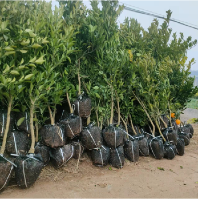 春见耙耙柑树苗果大汁多基地直销品种有保证