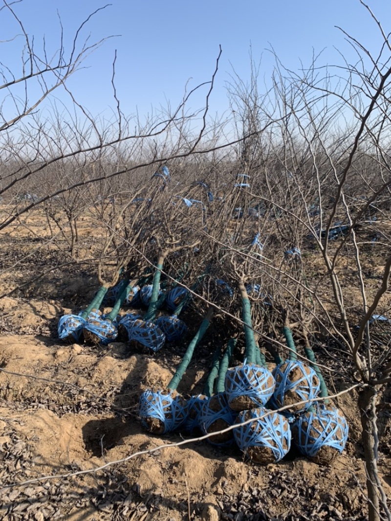 加拿大紫荆，红叶加拿大紫荆，高档彩叶树紫荆花
