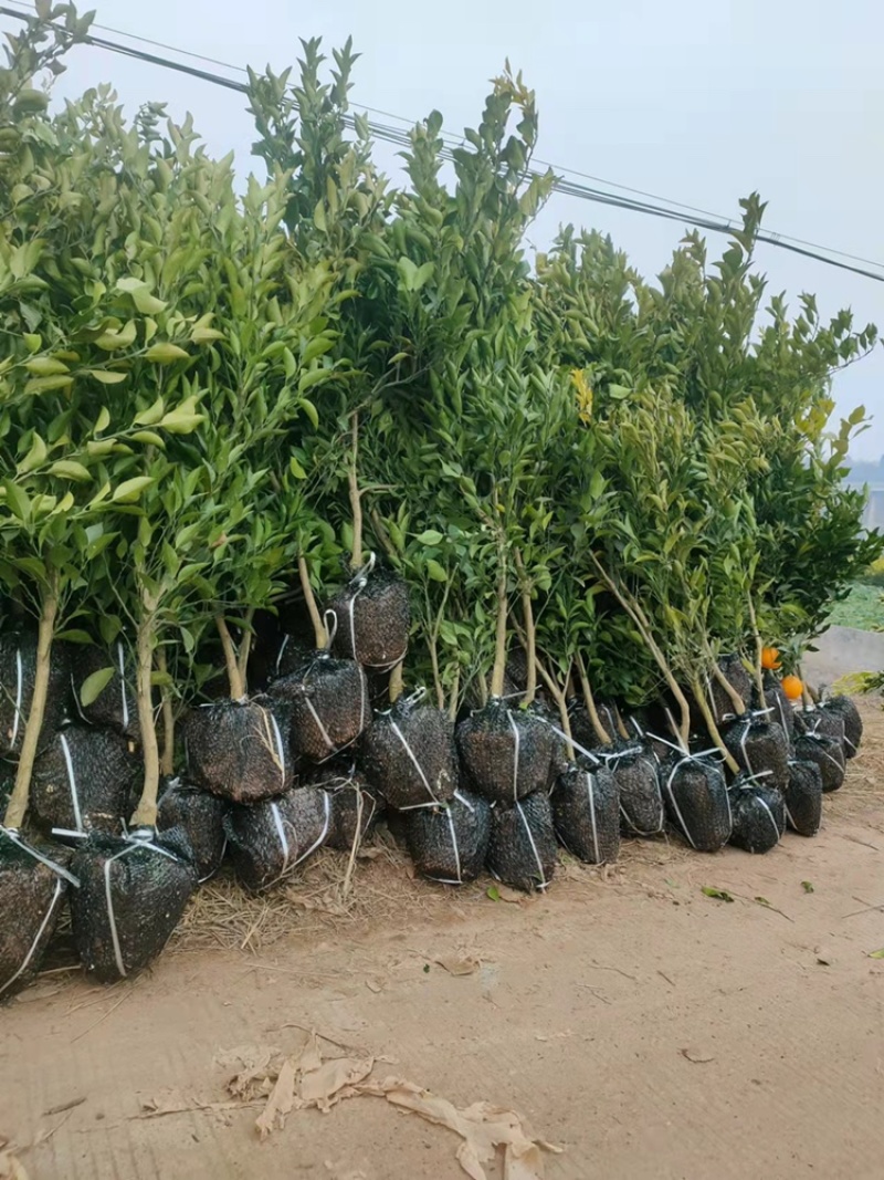 春见耙耙柑树苗果大汁多基地直销品种有保证