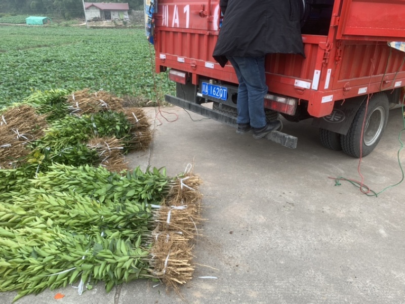 春见耙耙柑树苗果大汁多基地直销品种有保证