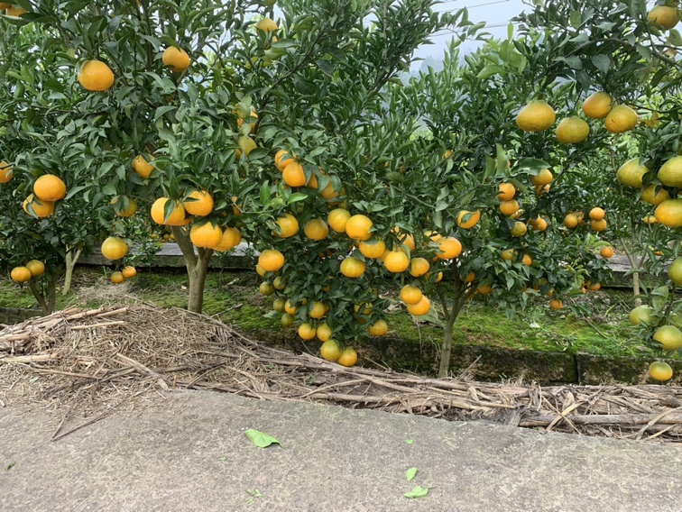 春见柑桔果园全景,展示成片挂果的柑橘树 春见柑桔果园全景