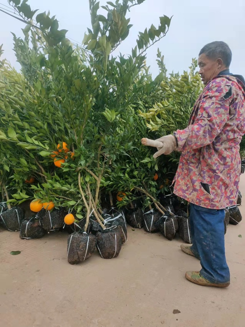 春见耙耙柑树苗果大汁多基地直销品种有保证