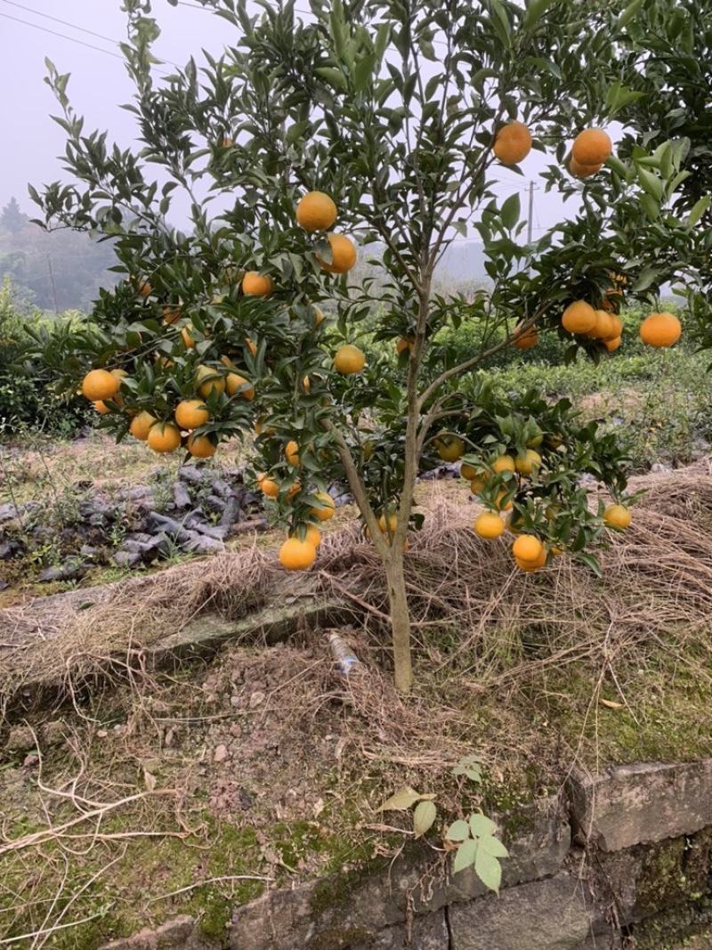 春见耙耙柑树苗果大汁多基地直销品种有保证