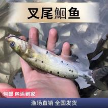 （精选优质）【叉尾鮰鱼苗】人工淡水养殖成活率高货源充足