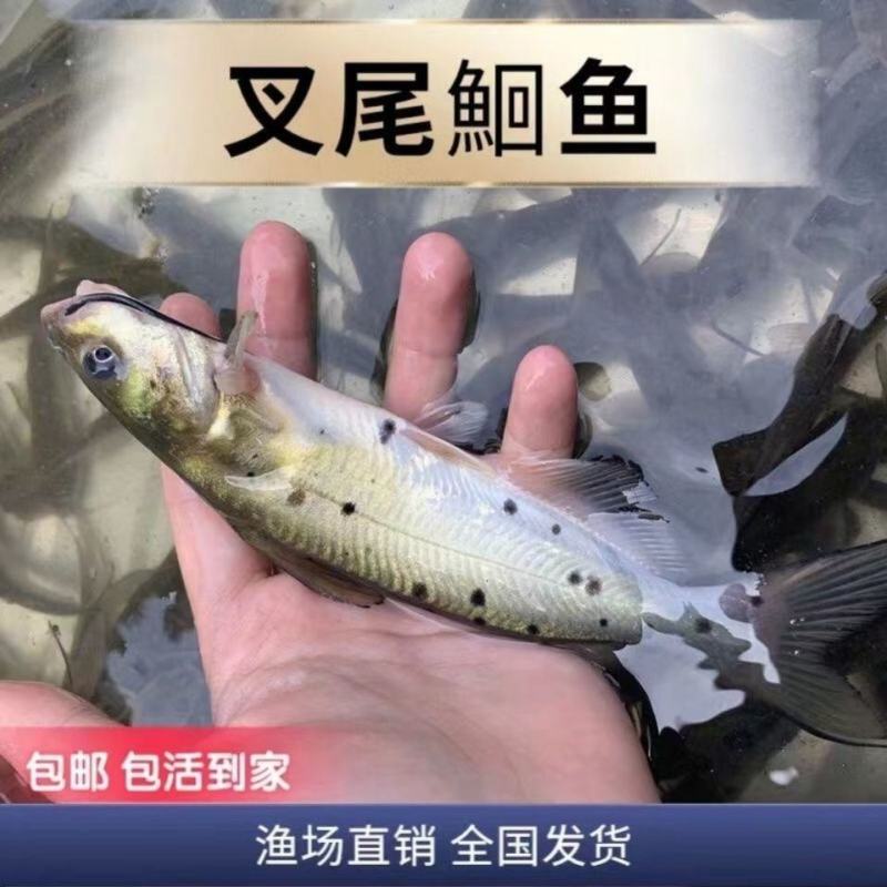 （精选优质）【叉尾鮰鱼苗】人工淡水养殖成活率高货源充足