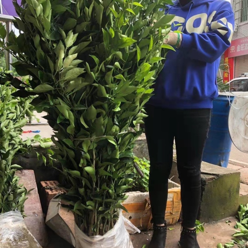 春见耙耙柑树苗果大汁多基地直销品种有保证