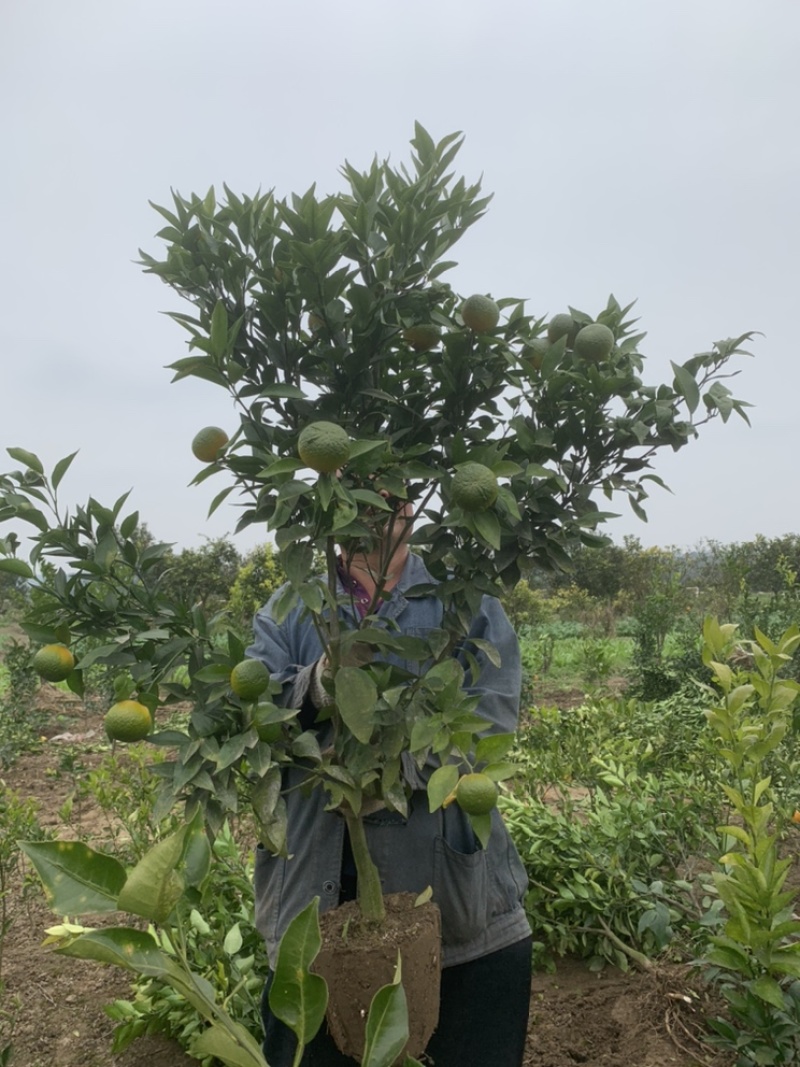 春见耙耙柑树苗果大汁多基地直销品种有保证