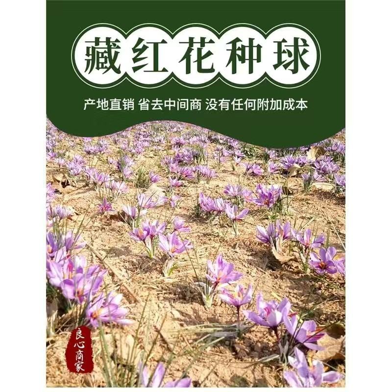 国产藏红花种球藏红花种球，合作社直销量大从优种植技术指导