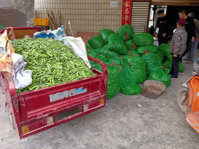 蚕豆大白胡豆质量好货源充足，有需要的老板欢迎电话联系。