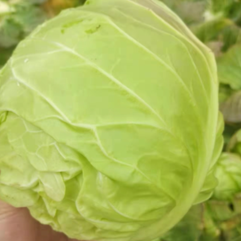 旺旺甘蓝斯特丹包菜有几蔬菜产地直发欢迎大家来采购