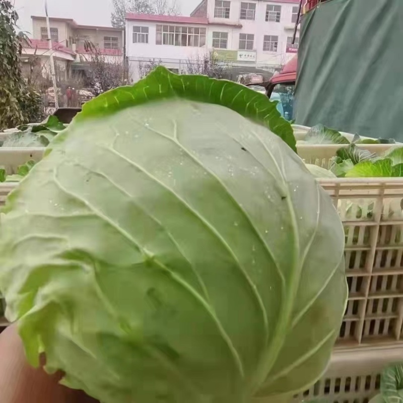旺旺甘蓝斯特丹包菜有几蔬菜产地直发欢迎大家来采购