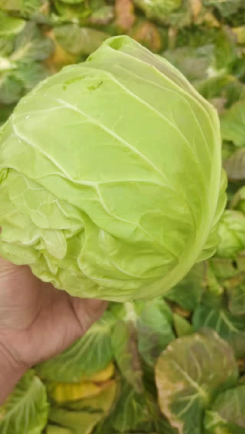 旺旺甘蓝斯特丹包菜有几蔬菜产地直发欢迎大家来采购