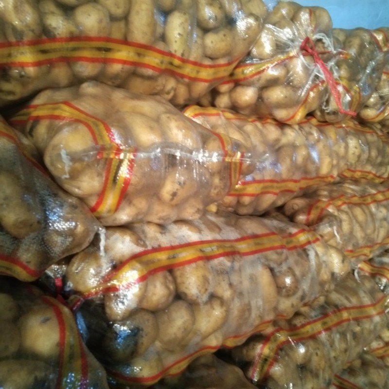 黄金属可以干洗属性好有种子商品薯产地直销，大批上欢迎选购