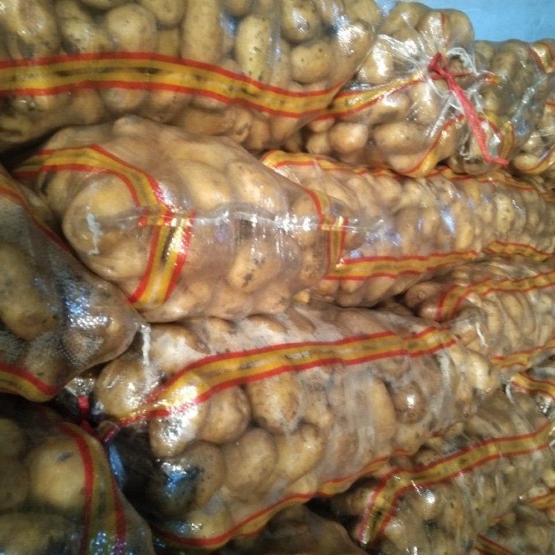 黄金属可以干洗属性好有种子商品薯产地直销，大批上欢迎选购