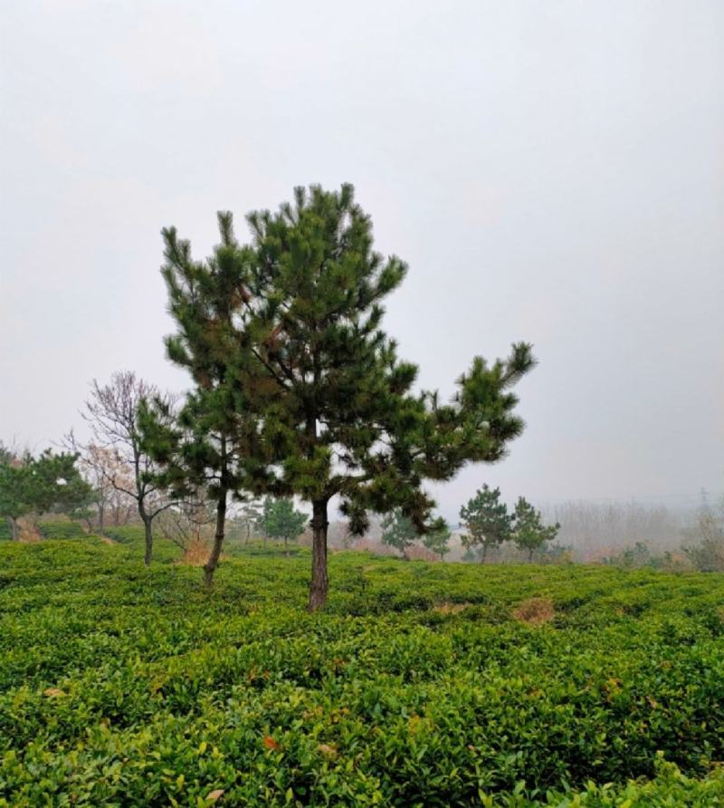 黑松造型黑松造型毛坯庭院松园林绿化景观松