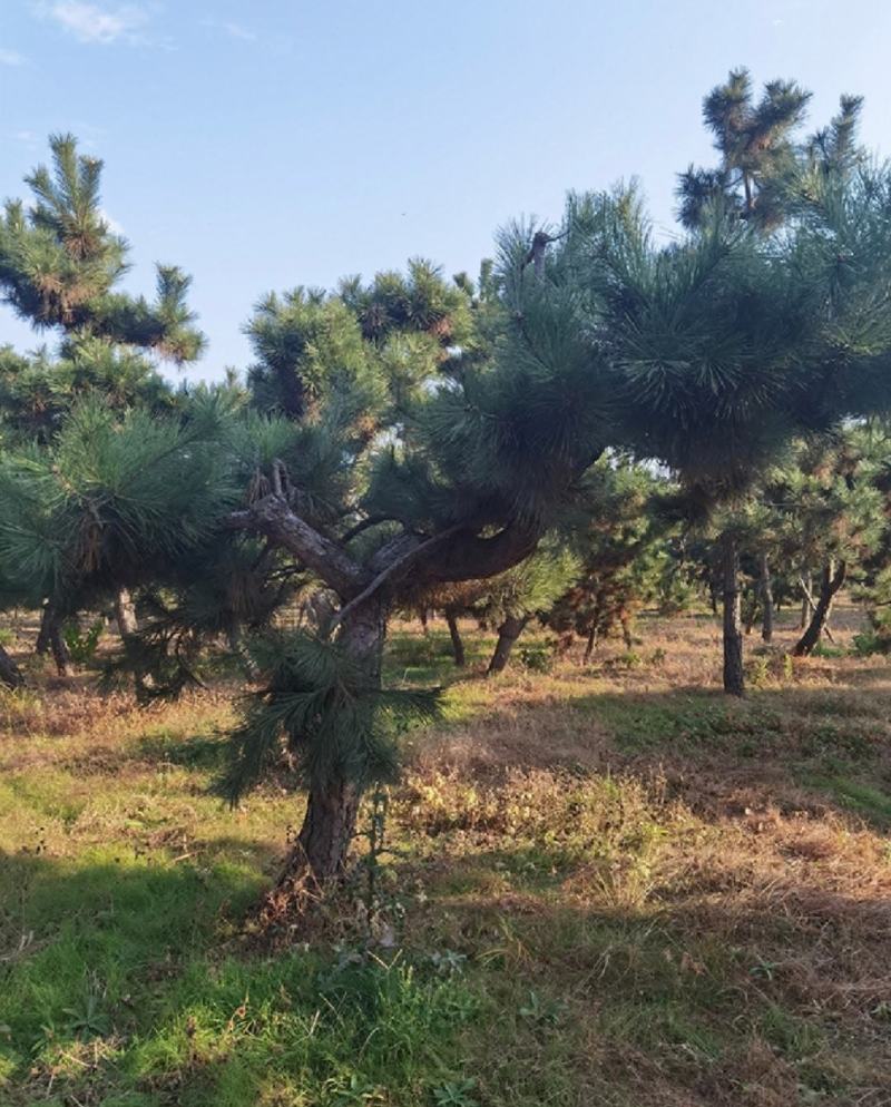 黑松造型黑松造型毛坯庭院松园林绿化景观松