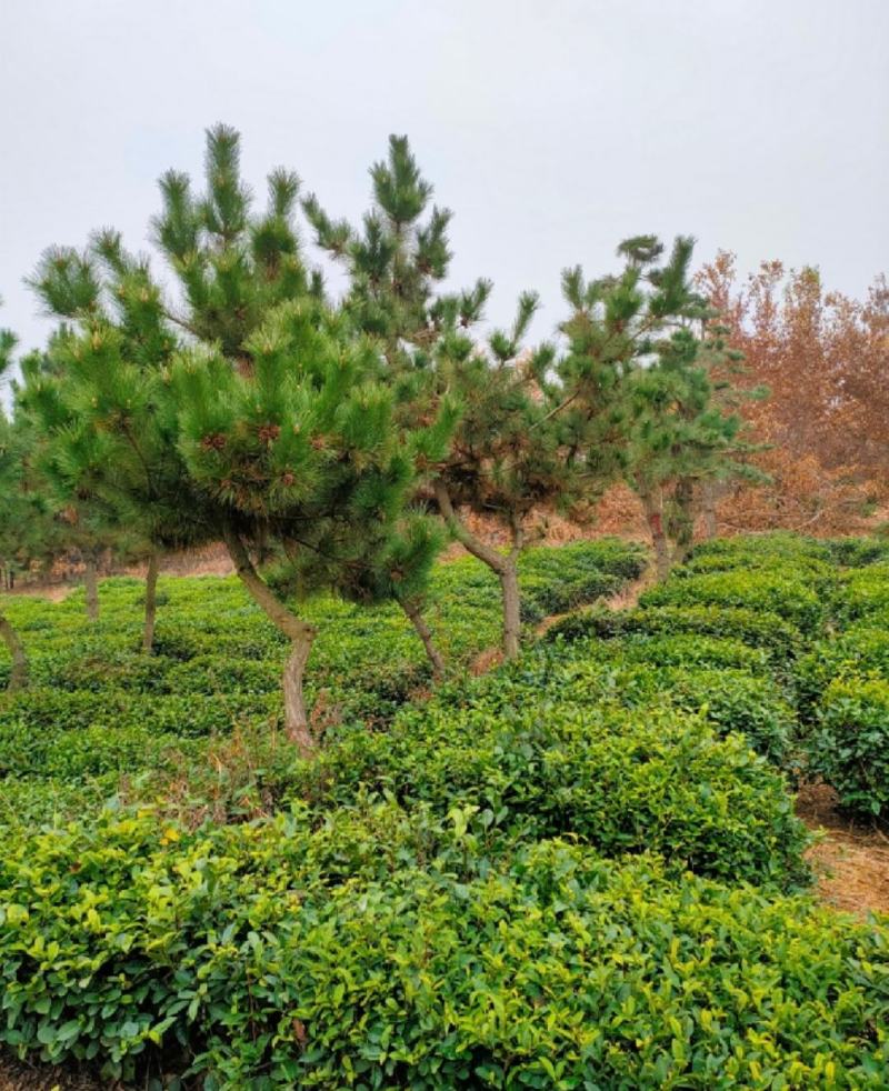 黑松造型黑松造型毛坯庭院松园林绿化景观松