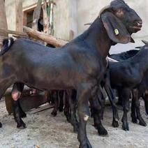 努比亚黑山羊怀孕母羊免费送货货到付款报销车费专车配送