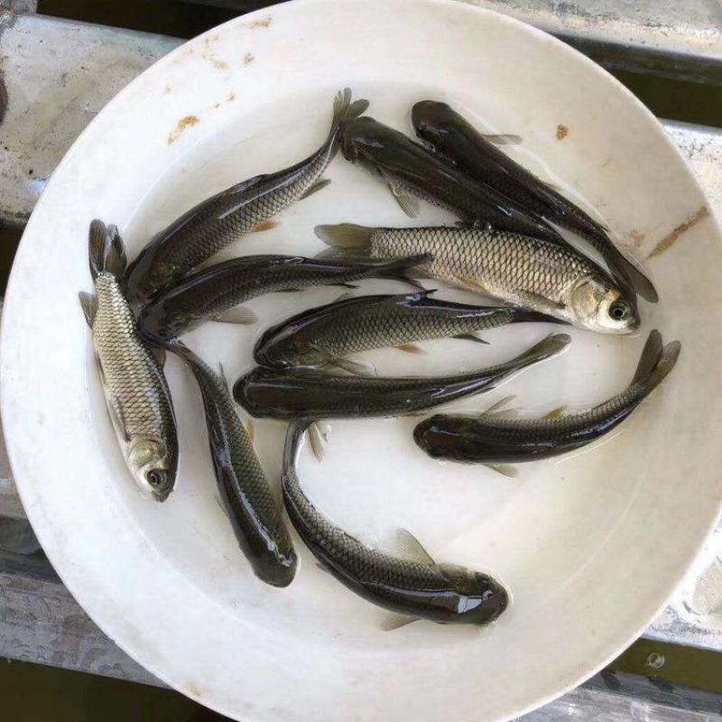 《草鱼苗批发》鱼场大量直供包运输提供技术指导货到付款