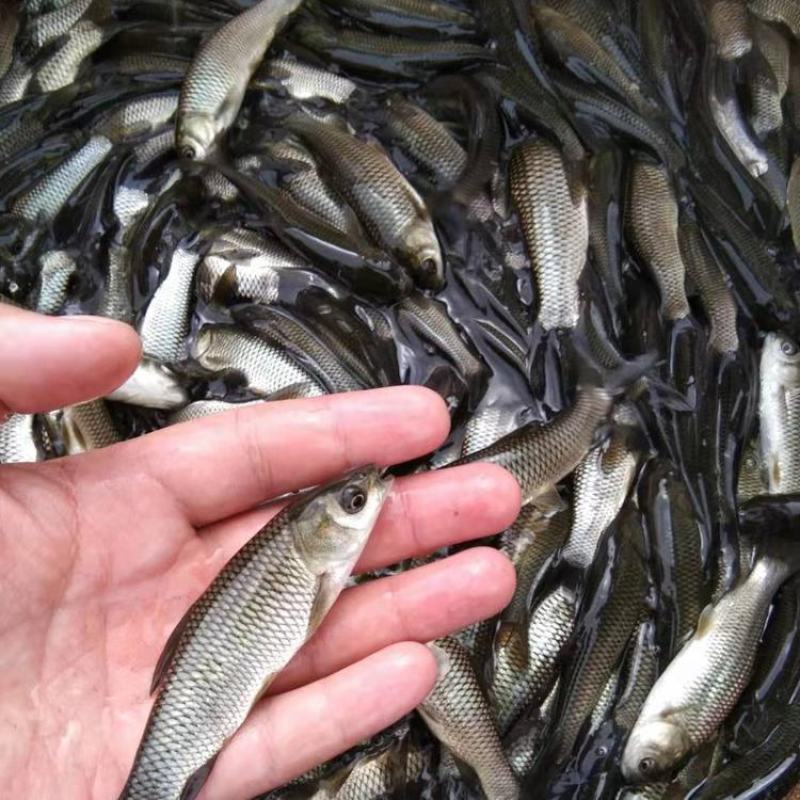 《草鱼苗批发》鱼场大量直供包运输提供技术指导货到付款