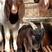 波尔山羊怀孕母羊小羊苗种公羊肉羊全国免费送货
