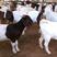 波尔山羊怀孕母羊小羊苗种公羊肉羊全国免费送货