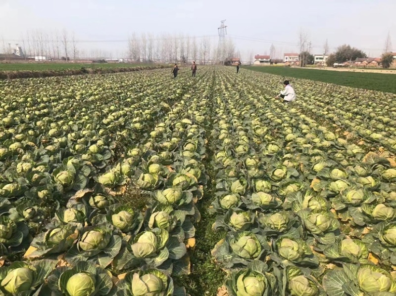 旺旺甘蓝斯特丹包菜有几蔬菜产地直发欢迎大家来采购