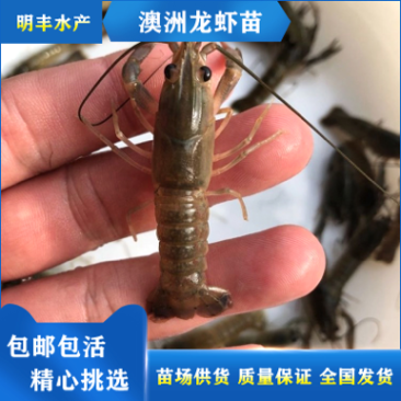 澳洲龙虾苗外塘养殖广东虾苗全国发货包邮包活售后