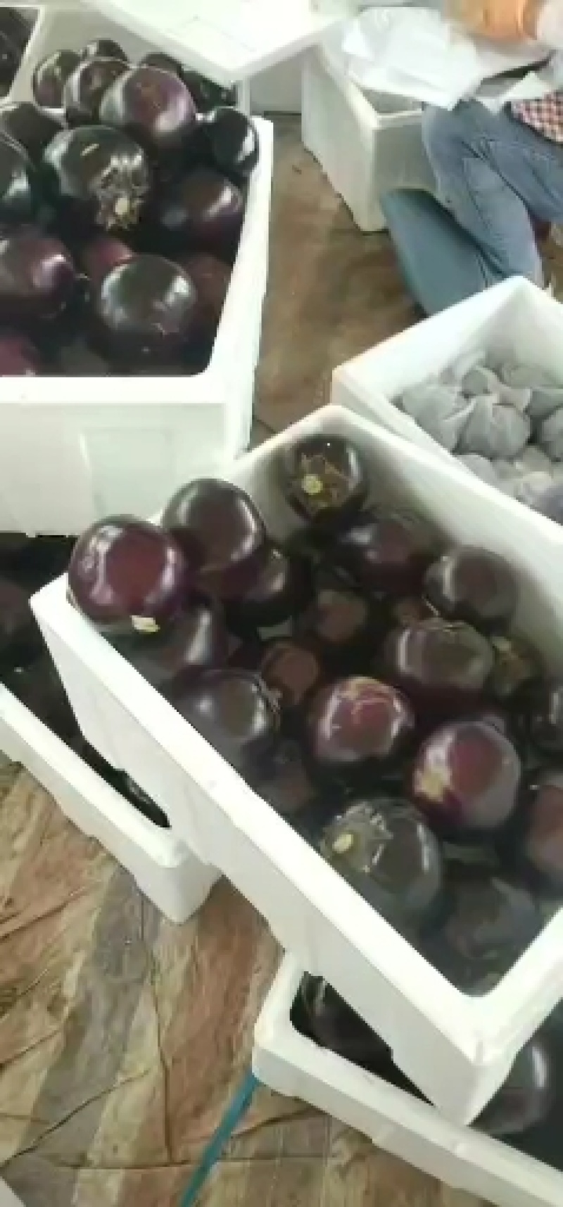 大量供应电商妙杀精品圆茄，价格低，质量好。欢迎定购