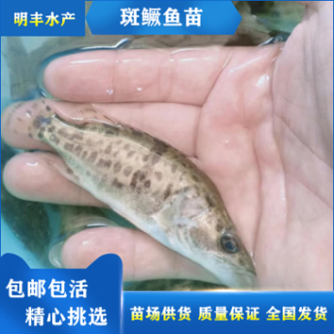 斑桂鱼苗鱼仔鳜鱼苗鱼塘货源批发价格