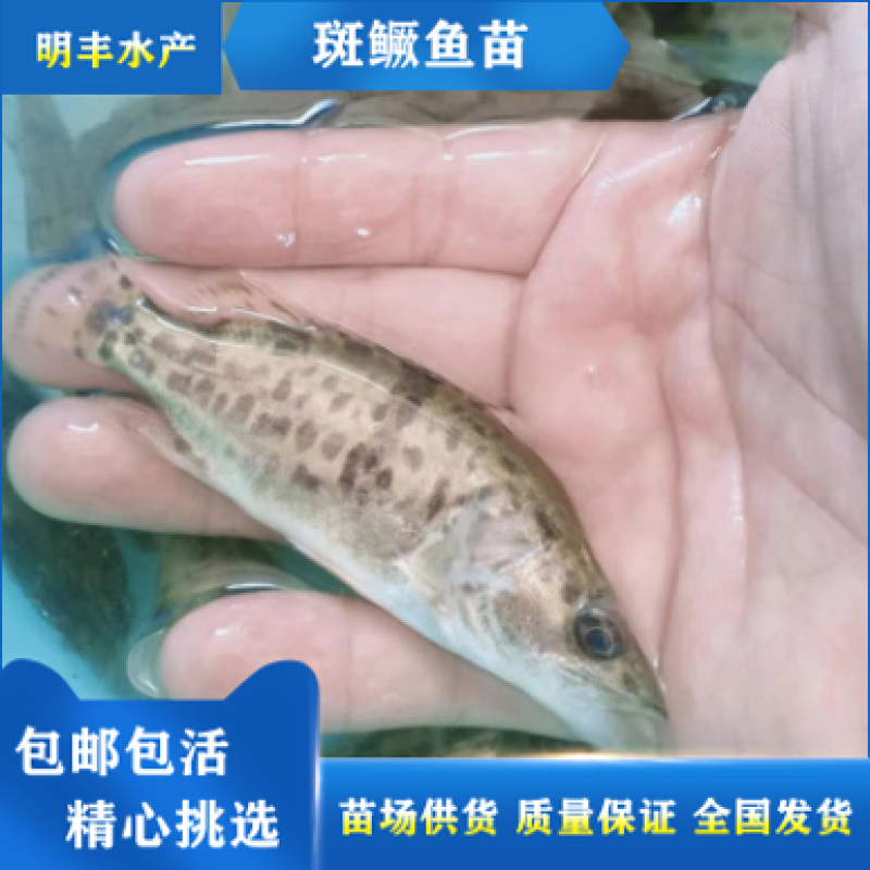 斑桂鱼苗鱼仔鳜鱼苗鱼塘货源批发价格