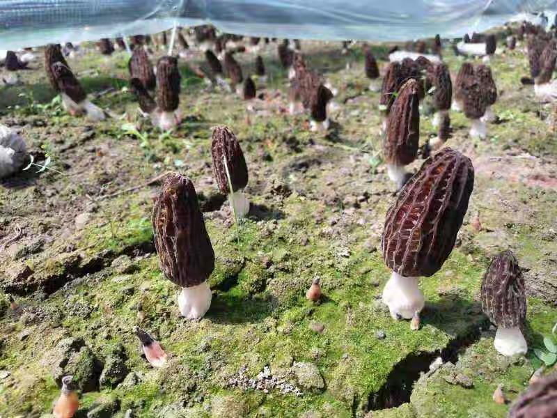 云南山区农户采摘羊肚菌场景