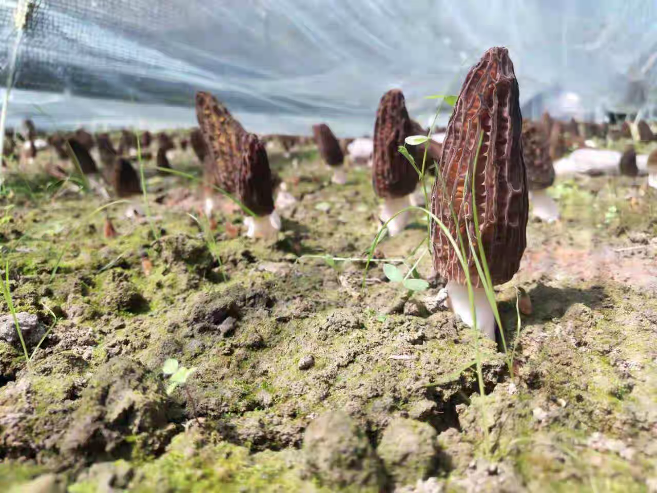 羊肚菌生长环境