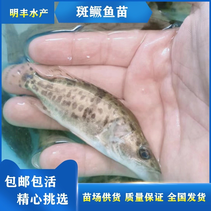 斑桂鱼苗鱼仔鳜鱼苗鱼塘货源批发价格